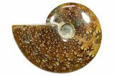 Polished Ammonite (Cleoniceras) Fossil - Madagascar #348511-1